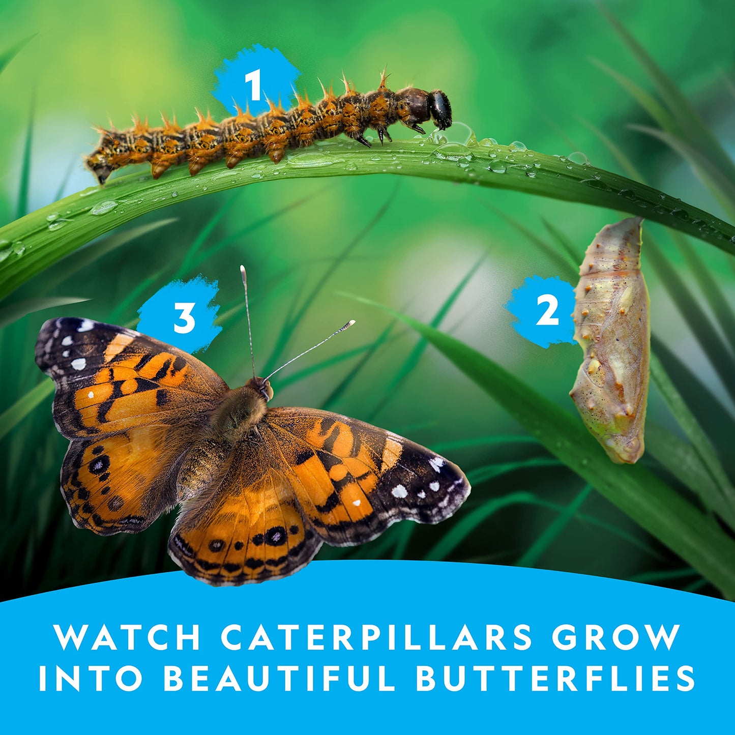 National Geographic Butterfly Growing Kit – Habitat with Voucher for 5 Caterpillars, Butterfly Cage & Feeder, Amazon Exclusive