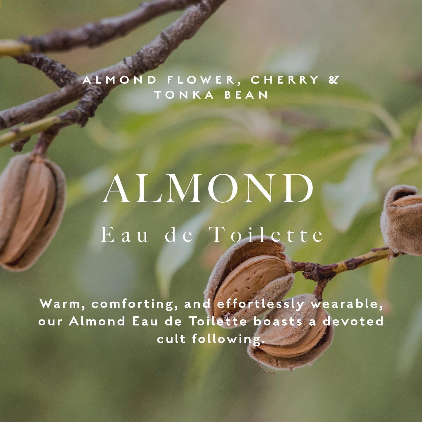 Caswell-Massey Almond Eau de Toilette, Cherry, Almond Flower, Sandalwood Fragrance, Perfume for Women, 2.0 Fl Oz