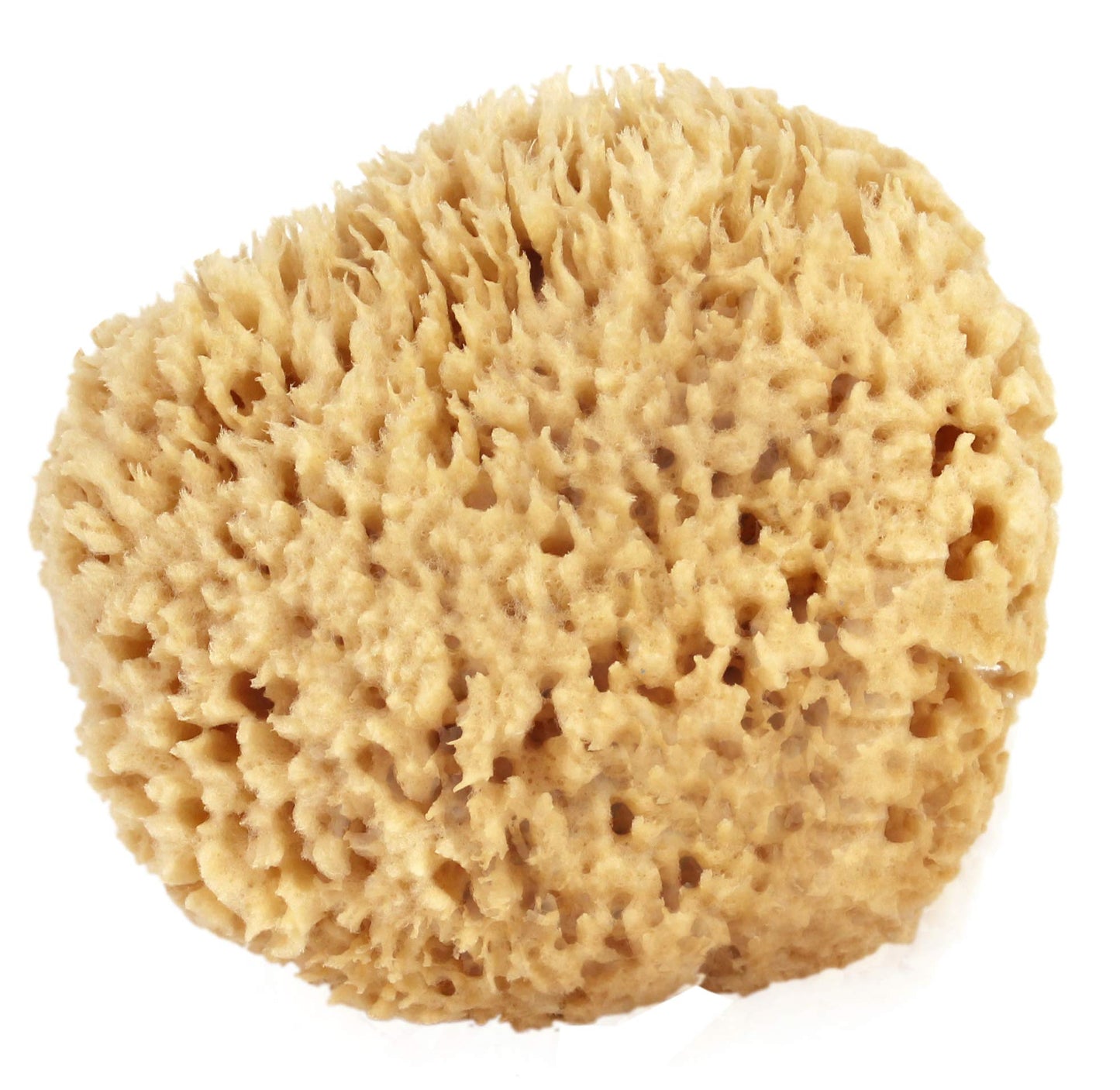 Natural Sea Wool Sponge Bath & Shower Express 4-5" (Small) Authentic Renewable Resource for Women & Men Esponja for Exfoliating and Washing Body