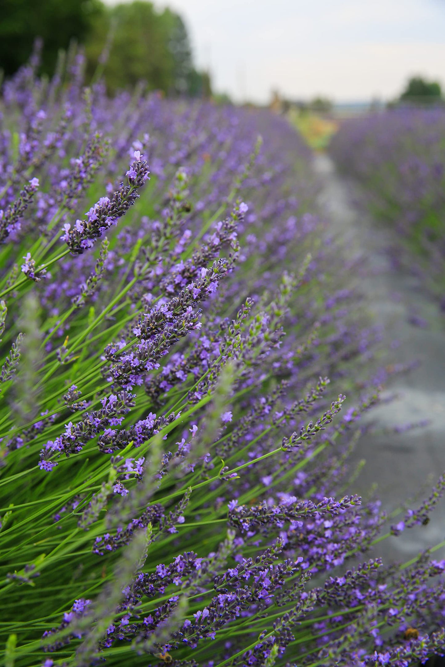 Victoria's Lavender Aromatherapy Body Mist Spray - After Sun Solar Recovery Spray with Aloe Vera plus Lavender Essential Oil - Hydrating, Moisturizing