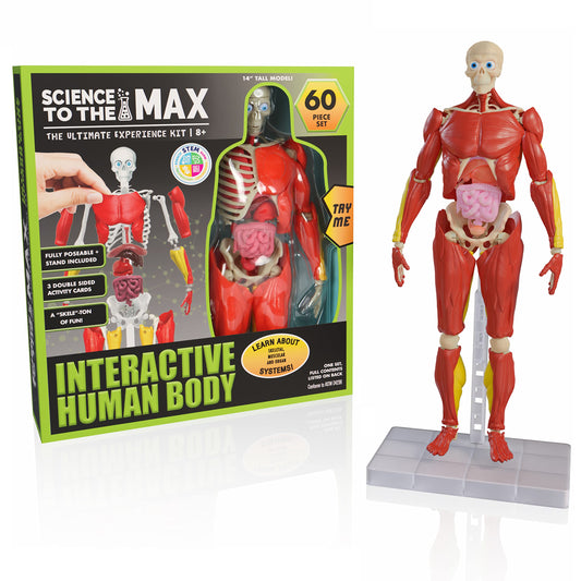 Be Amazing! Toys Interactive Human Body – 60-Pc 14” Anatomy Model with Removable Muscles, Organs & Bones – STEM Toy for Kids Ages 8+