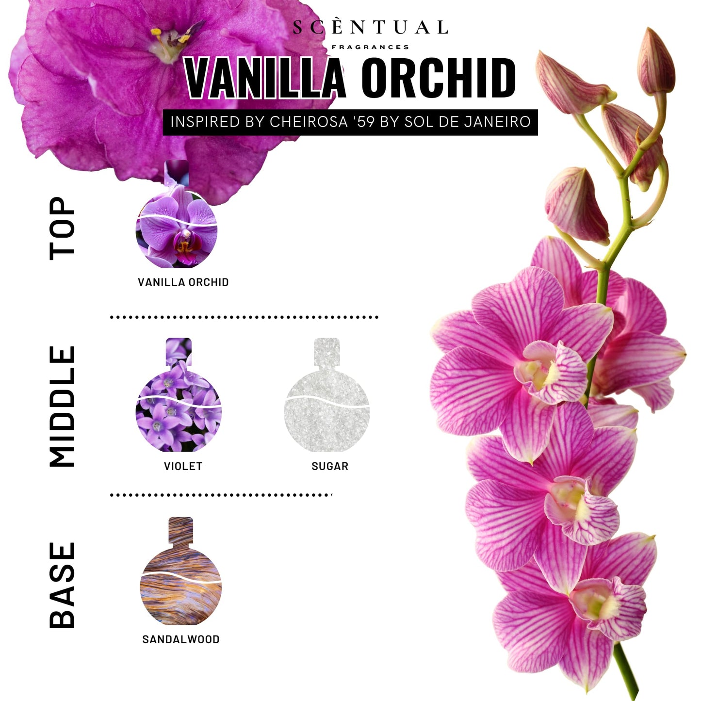 Scentual Fragrances, Ultra-Concentrated Hair & Body Perfume Mist, Long Lasting Women's Fragrance, Gourmand Perfumes for Women, Vegan and Cruelty Free