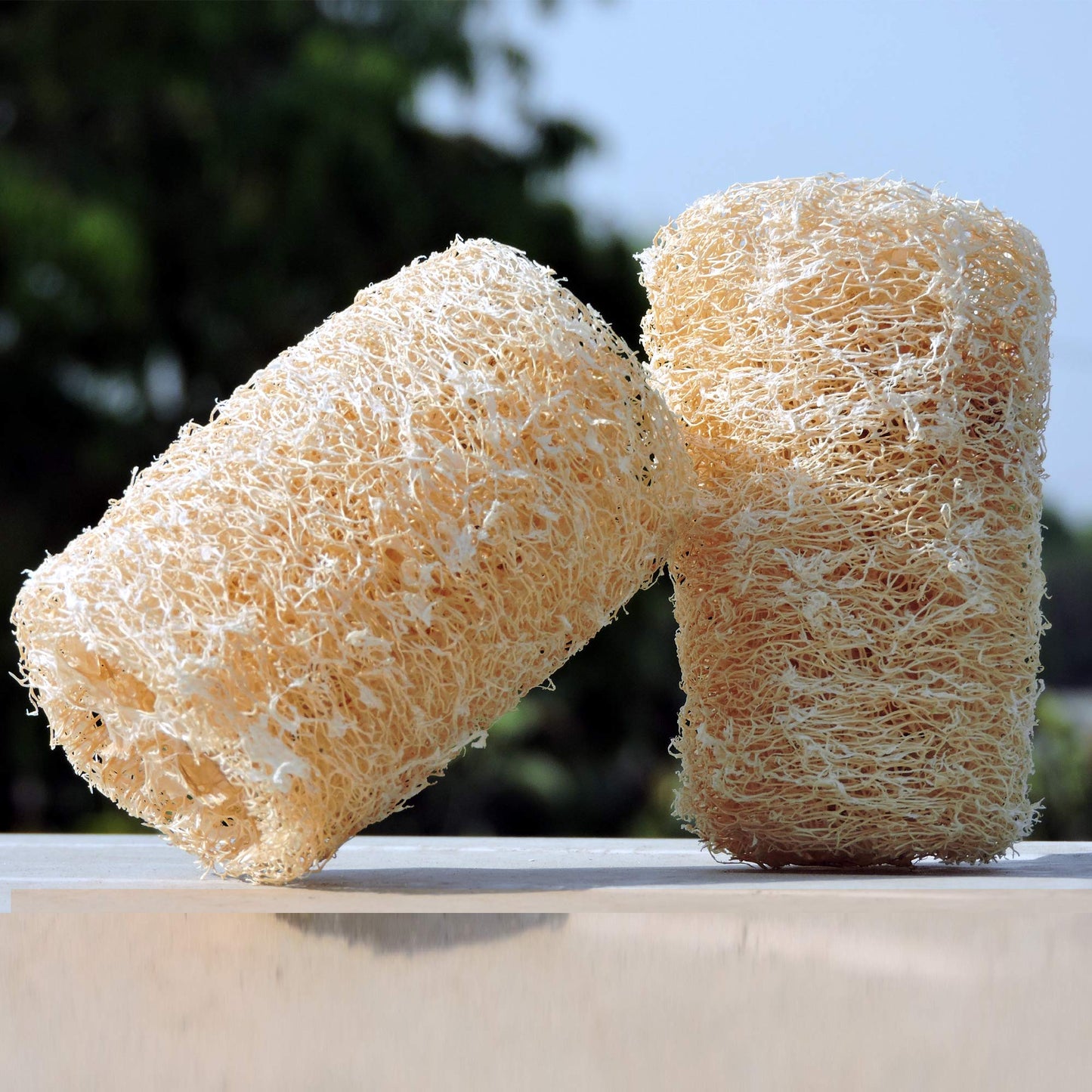 HealthGoodsIn - Organic Loofa Natural Bath Sponge, Set of 2 Exfoliating Bath Sponge Scrubber | Naturally Grown Loofah (Set of 2)
