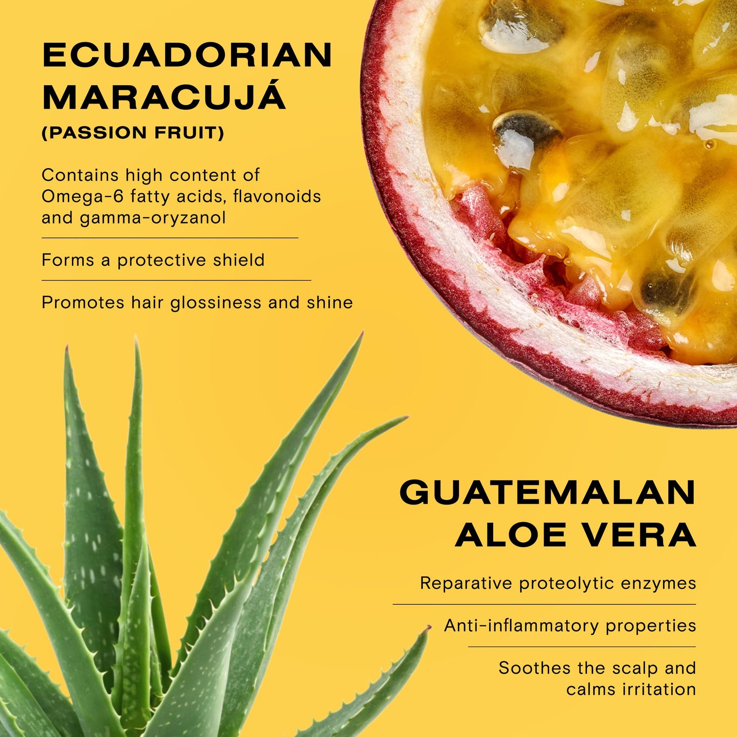 Ceremonia Scalp Power-Duo Aceite de Moska & Scalp Masajeador Aloe Vera Babassu Castor 2 Fl Oz 60 mL