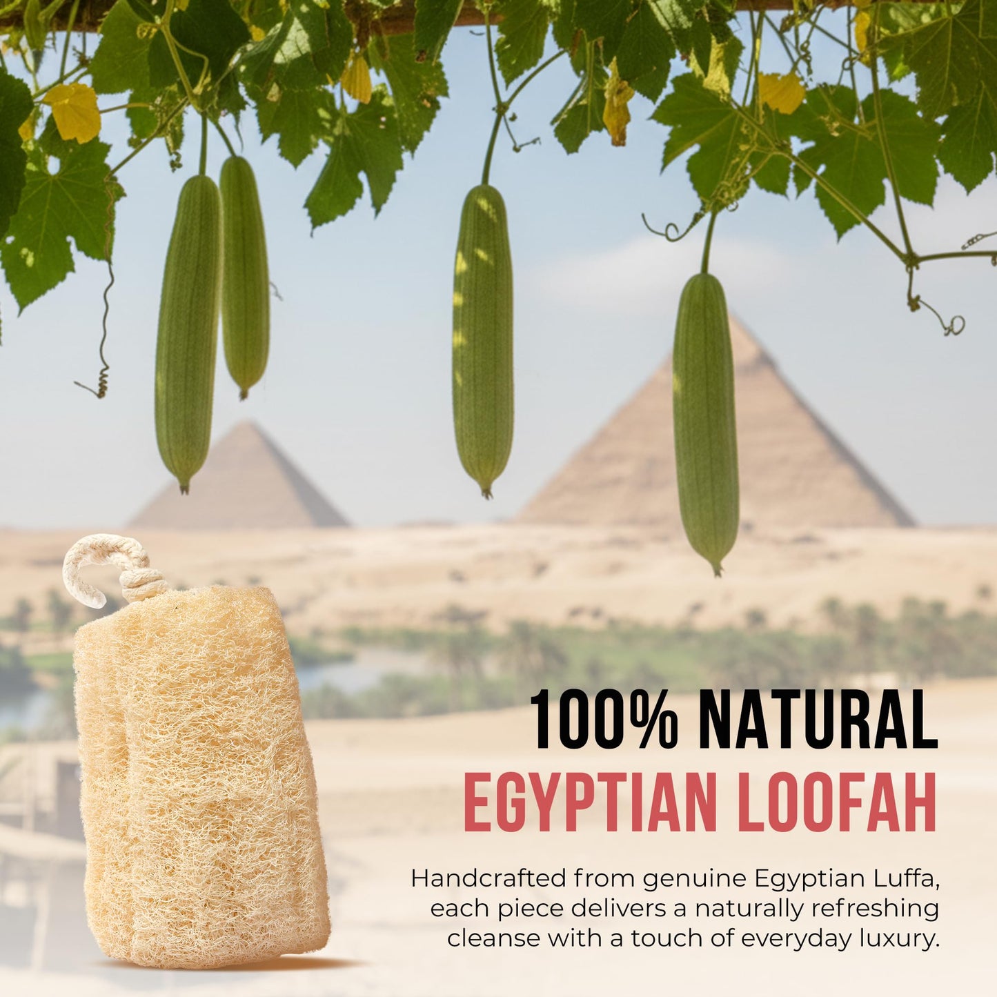 CraftsOfEgypt Natural Loofah Sponge - Egyptian Luffa Body Scrubber Pack of 1 for Men & Women, Natural Bath & Shower Loofah Exfoliator, All Natural