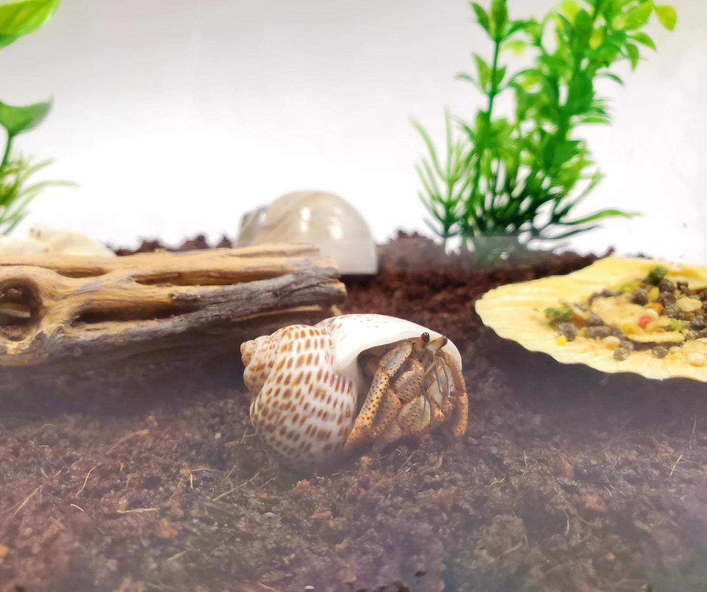Live Hermit Crab Complete Starter Kit - Includes 2 Live Crabs - All-in-One Kit with Terrarium, Food, Coconut Fiber, and More - Bundle