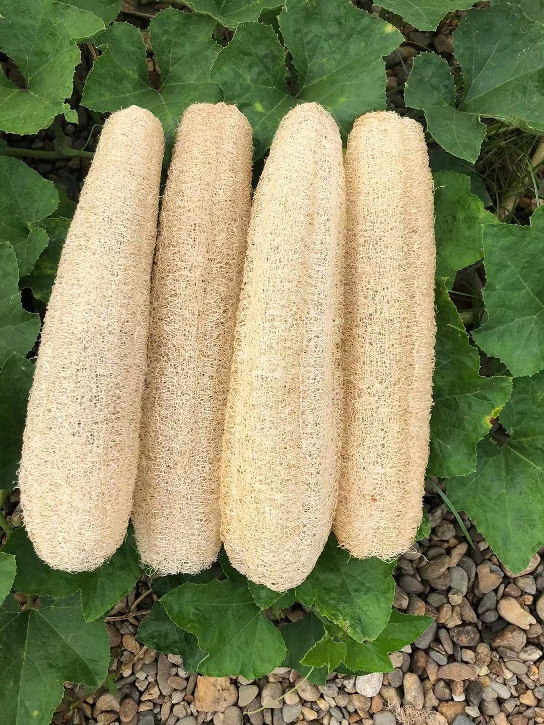 YEMTAL Natural Loofah Sponges Organic Luffa Bath Shower Sponge Exfoliating Body Back Scrubber for Men Women Adults SPA Beauty Bathing Daily Care - 4