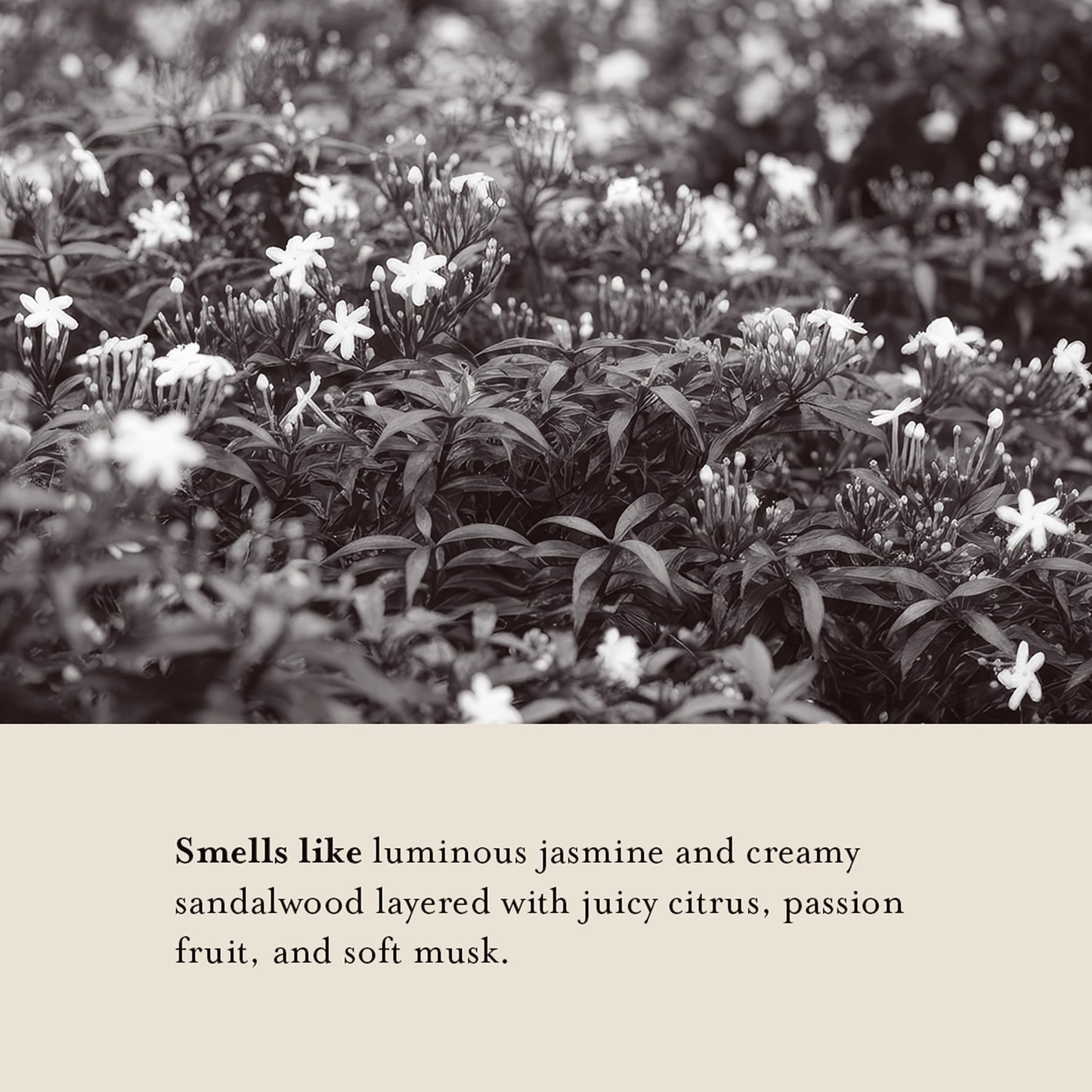 A LA MAISON Hand Soap Refill Pouch - Jasmine & Santal- Liquid Hand Wash Refill, Eco-Friendly & Recyclable - Plant-Based, Biodegradable, Made in France Beauty & Personal Care A LA MAISON