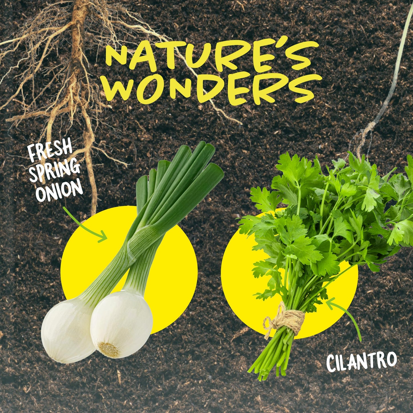 Dan&Darci Root Viewer Kit for Kids – Grow Your Own Plant STEM Science & Craft Set, Fun Gardening Gift for Boys & Girls Ages 4–8