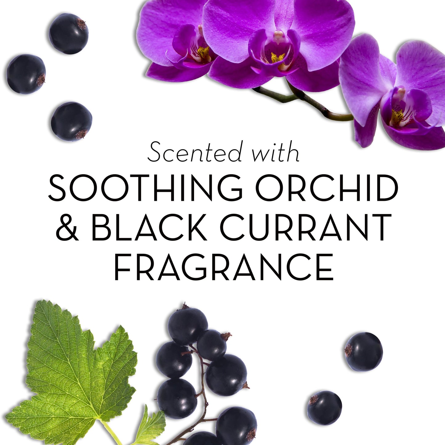 Olay Fresh Outlast Soothing Currant Beauty Bar, Orchid and Black, 4 Count, Packaging May Vary