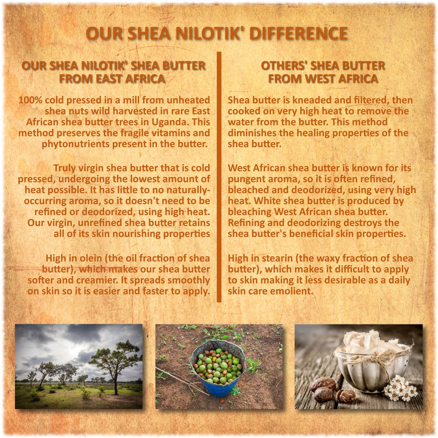 Shea Terra Organics Nilotik’ Shea Butter Ultra-Rich Lotion - Mango | Natural Daily Moisturizer High in Vitamins, Minerals & Fatty Acids