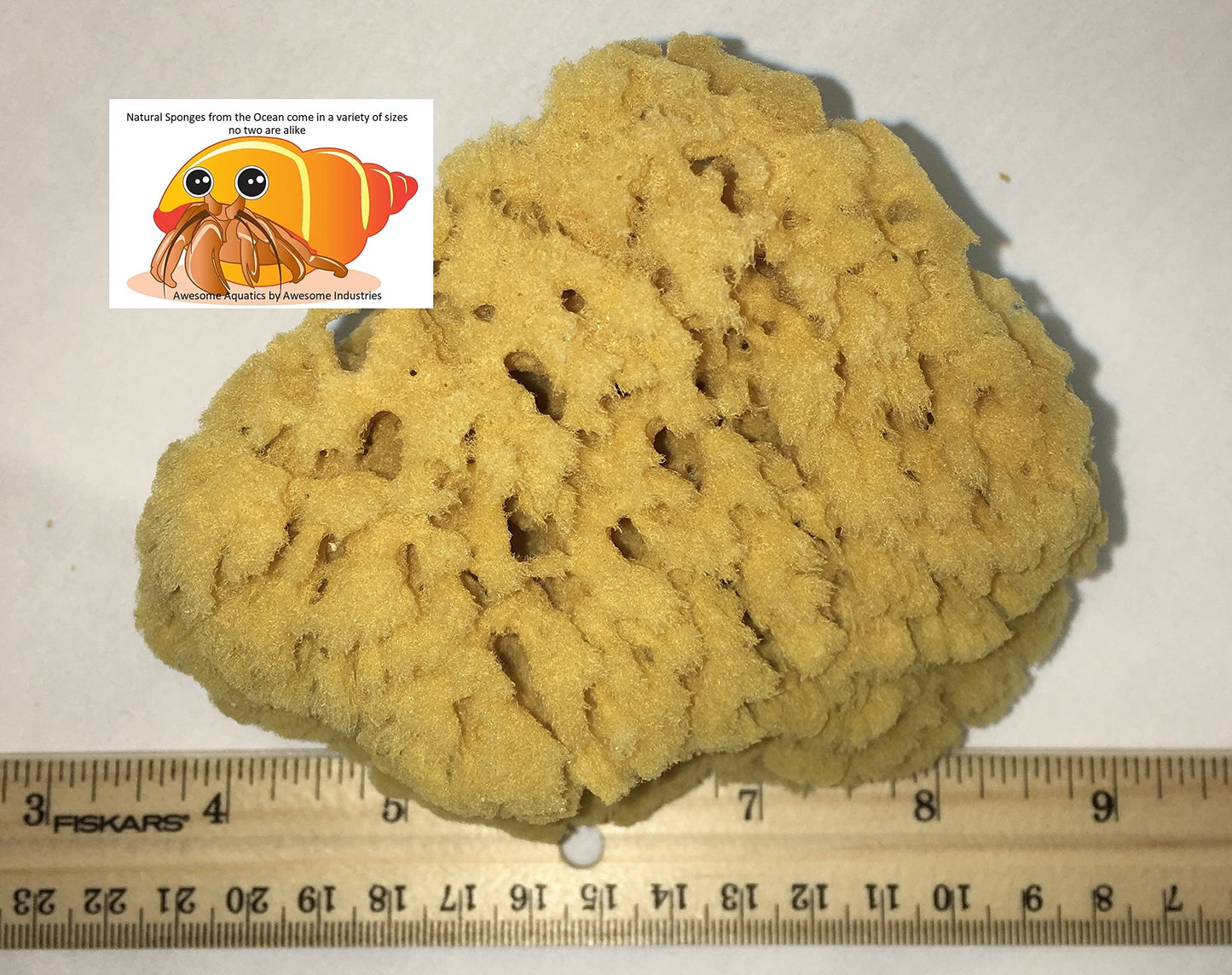 Awesome Aquatic Natural Sea Sponge Amazing Natural Renewable Resource Creating The in Home Perfect Bath and Shower Experience Artist Sponge (Yellow