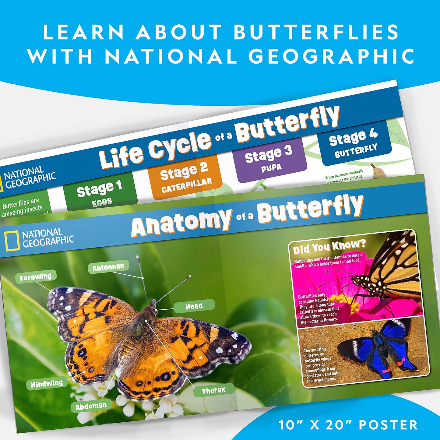 National Geographic Butterfly Growing Kit – Habitat with Voucher for 5 Caterpillars, Butterfly Cage & Feeder, Amazon Exclusive