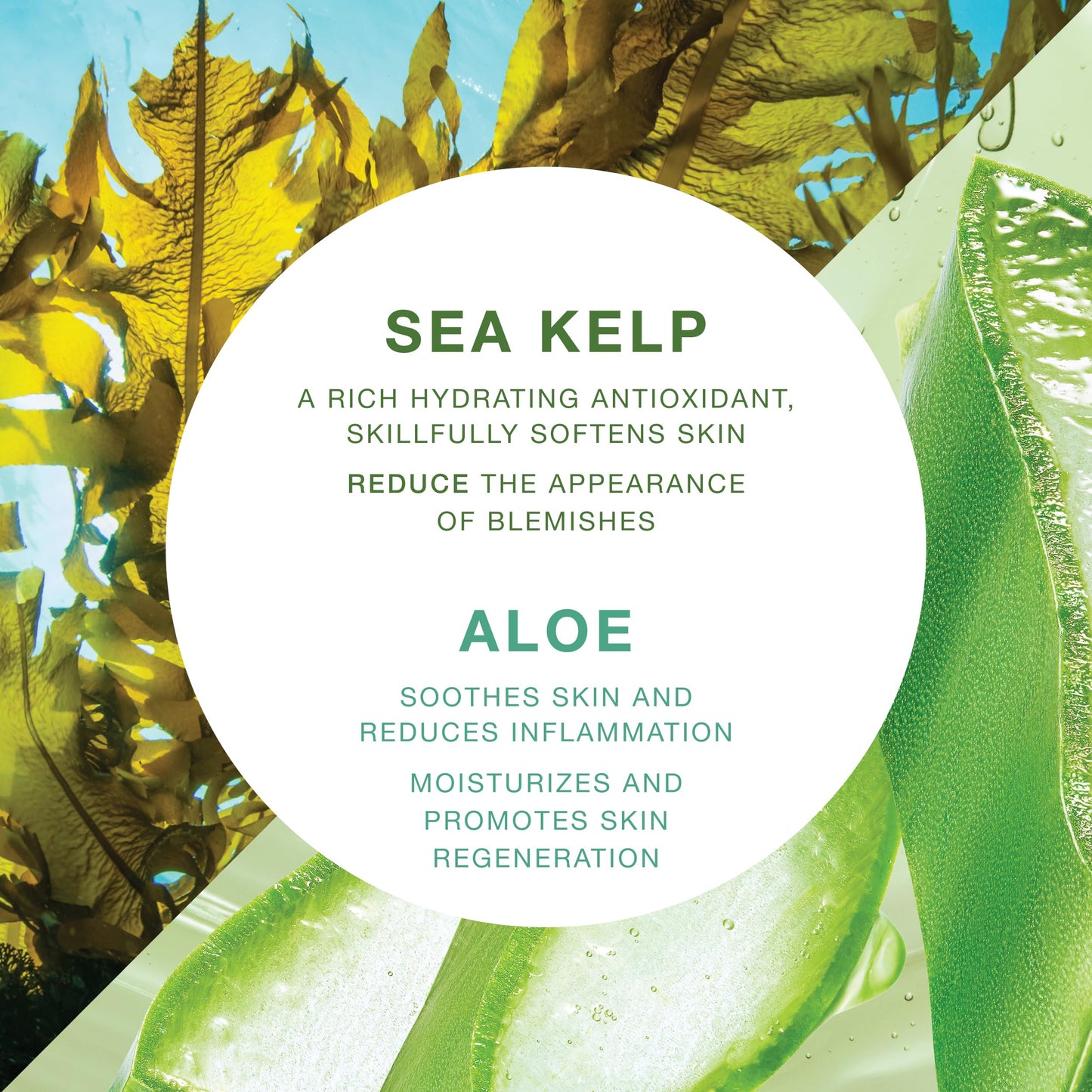 Moisturizing & Healing Body Wash with Sea Kelp & Aloe Vera - Hydrating Cleanser for Dry Skin - Vitamin-Enriched Shower Gel - 33.8 fl oz