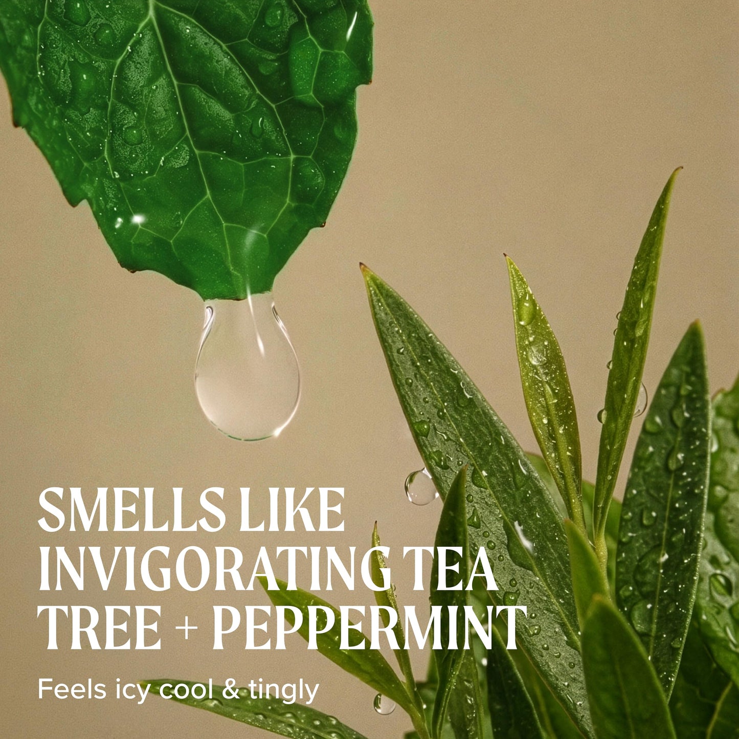 Tea Tree Special Conditioner, Detangles, Smooths + Softens, For All Hair Types, 33.8 fl. oz. Beauty and Personal Care Tea Tree