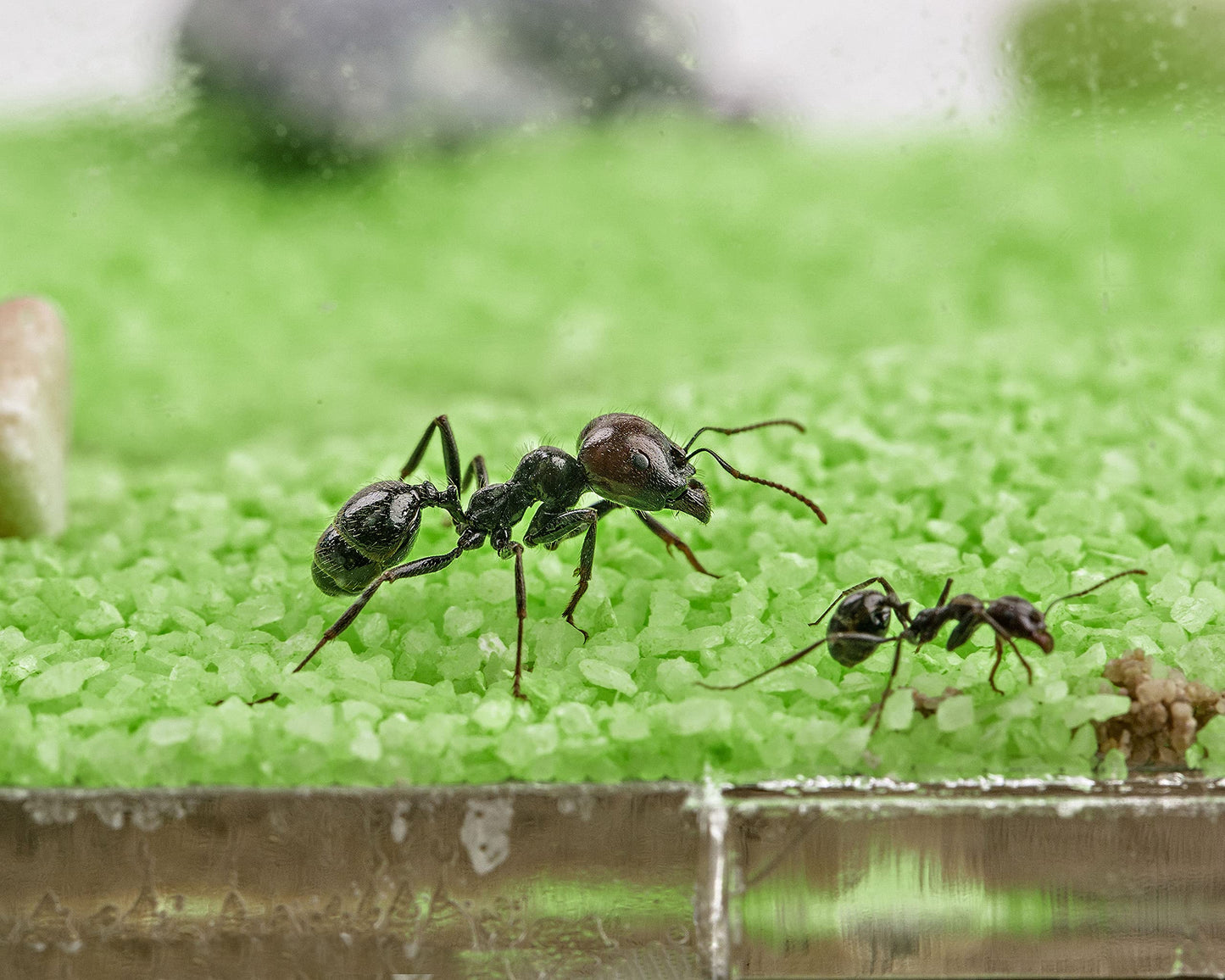 AntHouse - Natural Sand Ant Farm | Acrylic T BIG Kit 9.84x7.87x0.59 in