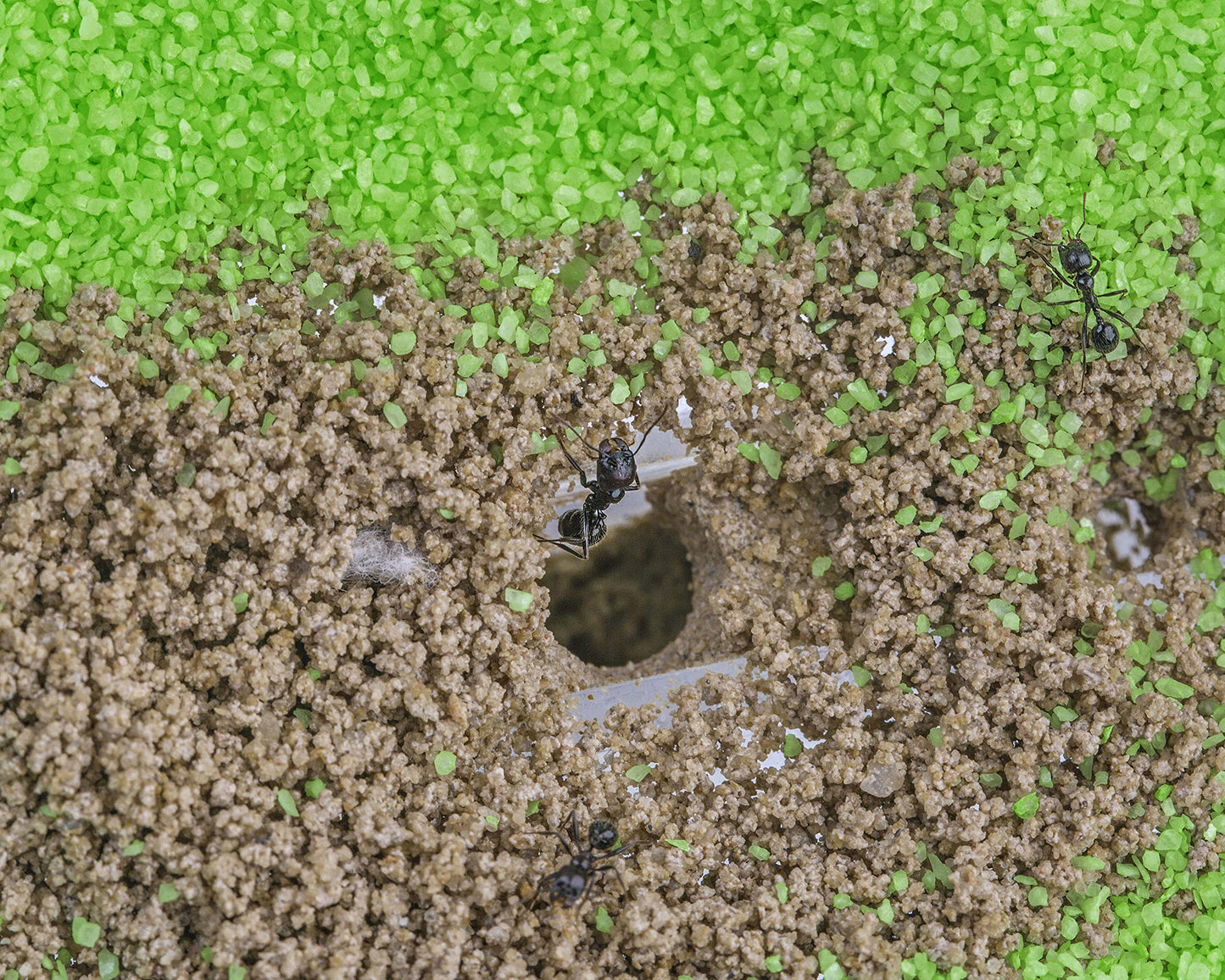 AntHouse - Natural Sand Ant Farm | Acrylic T BIG Kit 9.84x7.87x0.59 in