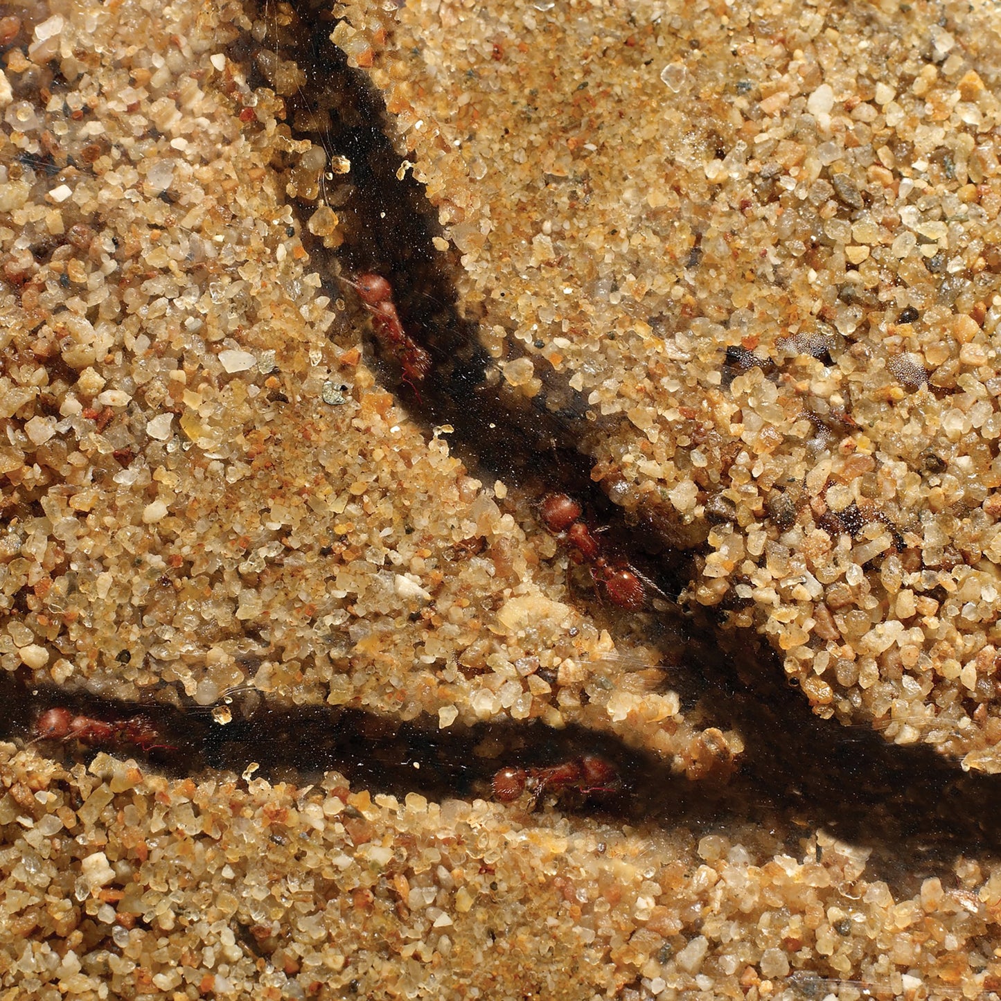 Educational Insights GeoSafari Ant Factory