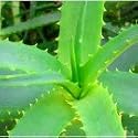 Aloe Vera Gel 1L - New and Improved