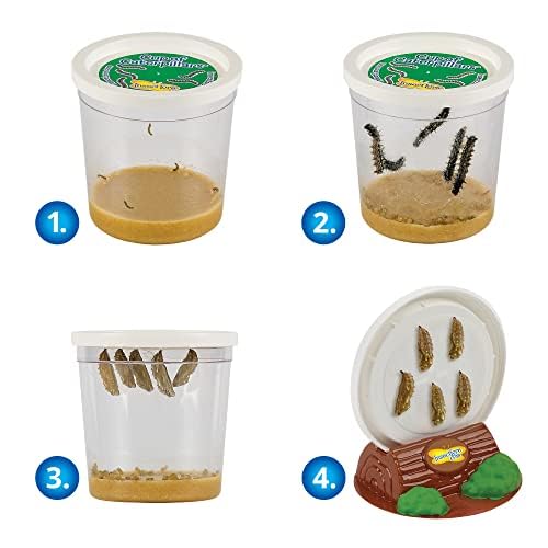 Insect Lore Bug Camp Bundle – Live Butterfly, Ladybug & Ant Kits with Caterpillars, Larvae, Ants & Bonus Life Cycle Figurines