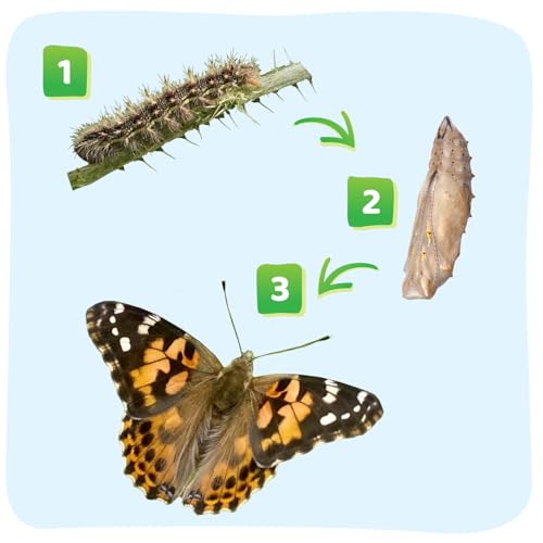 Insect Lore Butterfly Garden Kit – STEM Live Butterfly Growing Habitat with Caterpillars & Voucher, Educational Kit for Kids, Classrooms & Homeschool