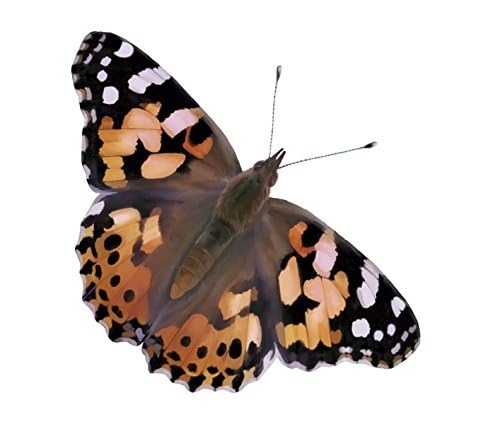 Insect Lore Giant Butterfly Garden – 18" Habitat with Life Cycle Figurines & Voucher to Redeem 5 Baby Caterpillars, Raise Painted Lady Butterflies