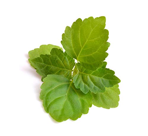 US Organic 100% Pure Patchouli Essential Oil - USDA Certified Organic, Steam Distilled - W/Euro droppers (More Size Variations Available) (15 ml / .5