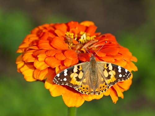Insect Lore Butterfly Garden Kit – STEM Live Butterfly Growing Habitat with Caterpillars & Voucher, Educational Kit for Kids, Classrooms & Homeschool