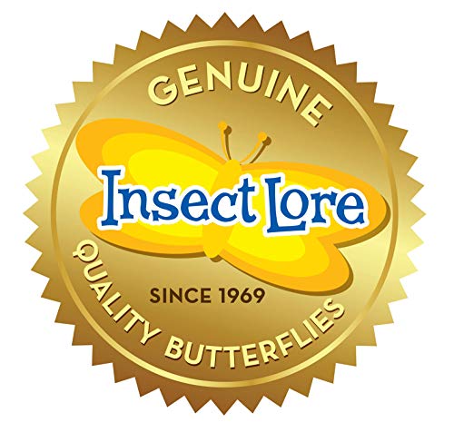 Insect Lore Butterfly Garden Kit – STEM Live Butterfly Growing Habitat with Caterpillars & Voucher, Educational Kit for Kids, Classrooms & Homeschool