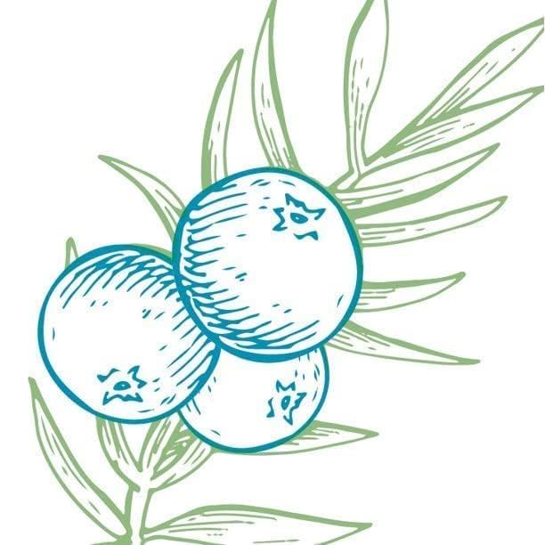 ARM & HAMMER Essentials Solid Deodorant, Clean(Juniper Berry), Wide Stick, 2.5 oz. (Pack of 3)