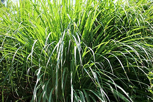 US Organic Citronella Essential Oil, USDA Certified, 100% Pure, 15 ml Pack of 2, Improved caps and droppers - Used for Skin Care, Many DIY Projects