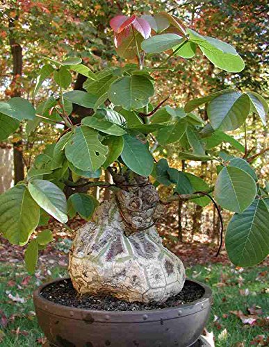 Pseudobombax Ellipticum bombax exotic shaving brush tree bottle bonsai plant 6" Beauty and Personal Care unbranded