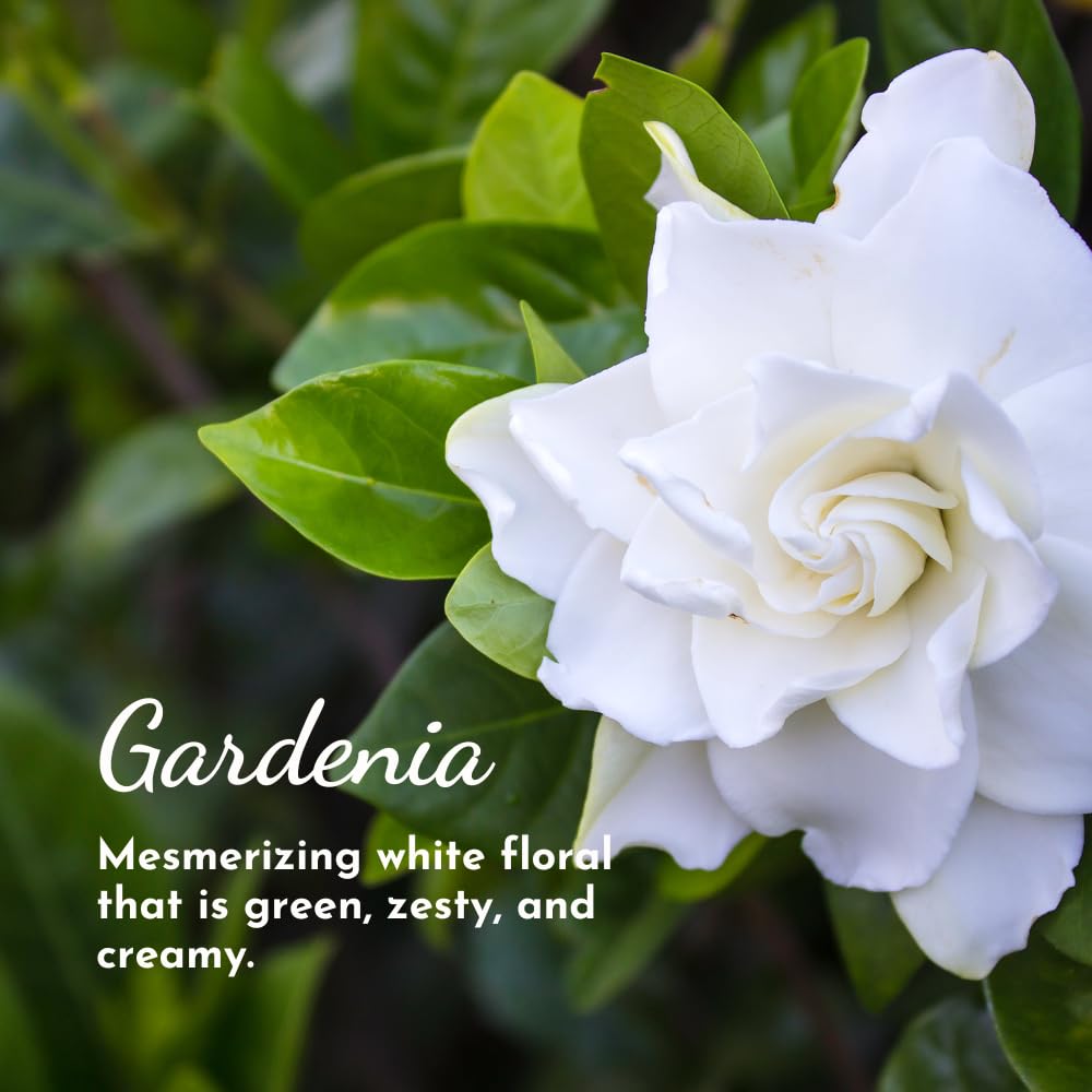 Herb & Root Gardenia Perfume Oil for Women | Single Note Fragrance | Travel Size Roll On | Travel Size Perfume for Women Beauty & Personal Care Herb & Root