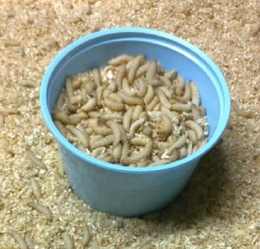 Delaneys 250ct Wax Worms Beauty and Personal Care Delaneys