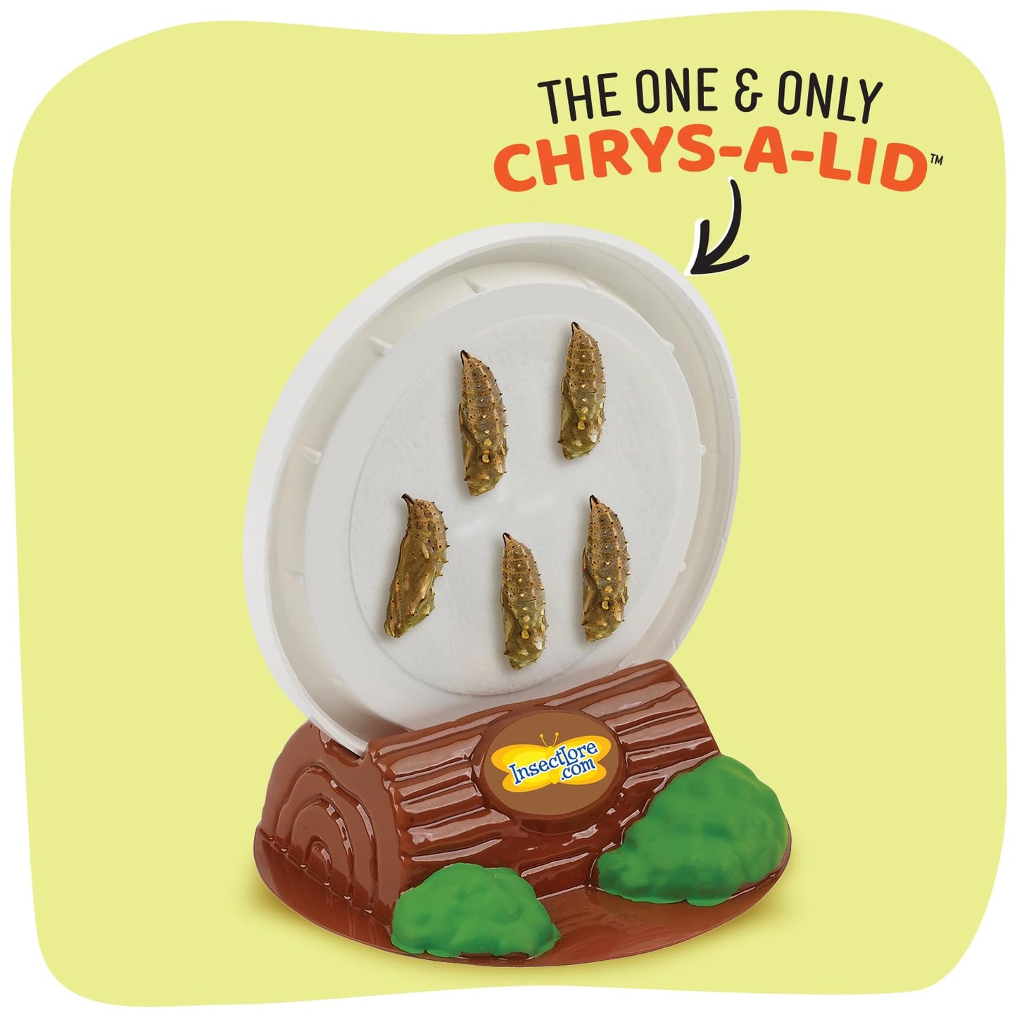 Insect Lore Giant Butterfly Garden – 18" Habitat with Life Cycle Figurines & Voucher to Redeem 5 Baby Caterpillars, Raise Painted Lady Butterflies