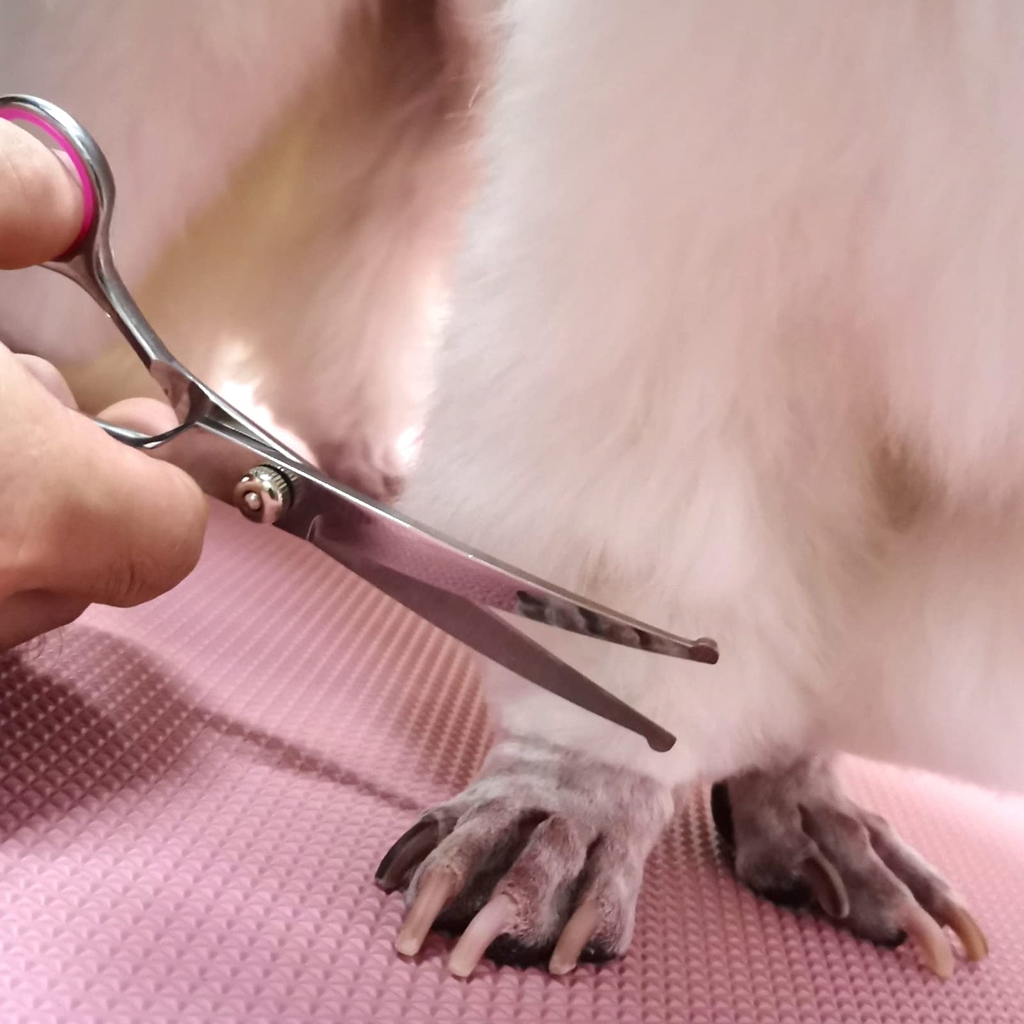 FAIGEO Dog Grooming Kit with Safety Round Tips Stainless Steel Professional Dog Shears Set - Thinning, Curved Scissors and Comb for Cat Pet