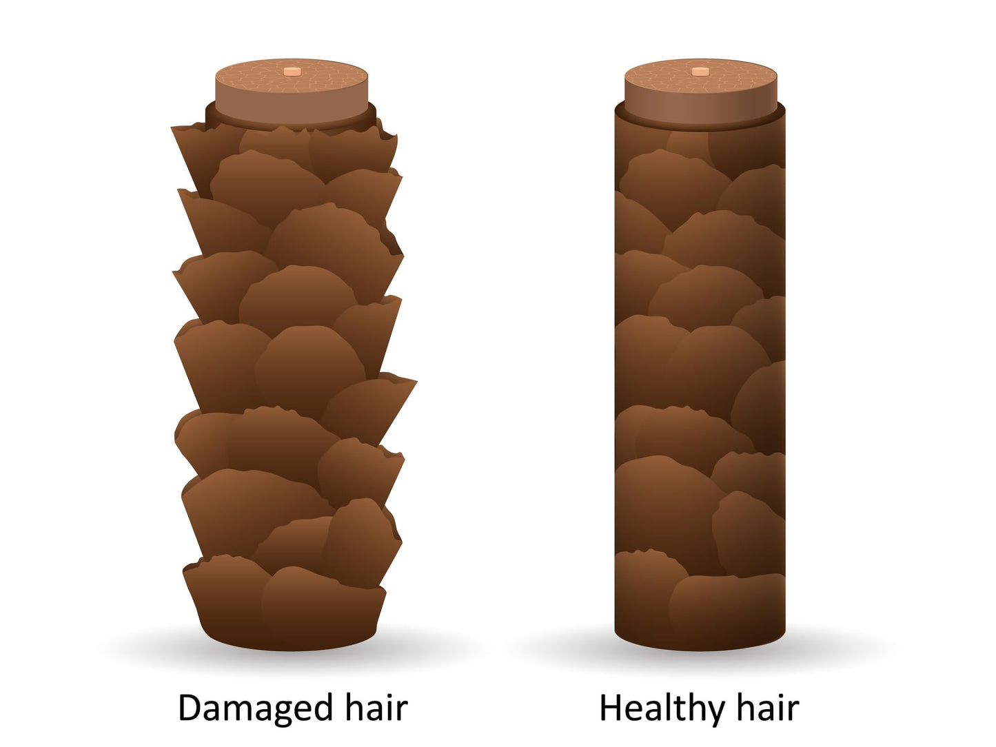 DermOrganic Damaged Hair Duo with Organic Argan Oil, Daily Hydrating Shampoo + Deep Conditioner Masque Sulfate-Free, Color-Safe, Vegan, Gluten-Free (2