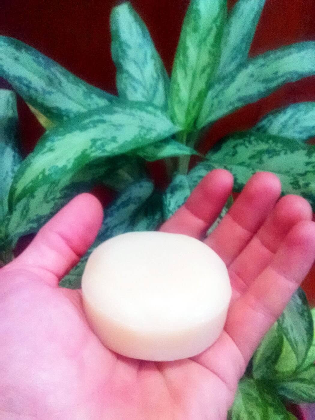 Moringa Energy Life Moringa Coconut Soap Bar 3 pack soaps for face, body and hand washing