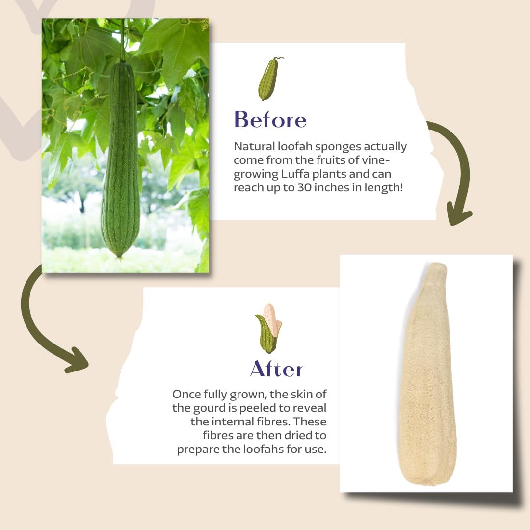 Eco Bath London Home Grown 25 Inch Natural Loofah - Premium Exfoliating Bath Sponge, Shower Puff, and Body Scrubber for Smooth, Radiant Skin Beauty and Personal Care Eco Bath London