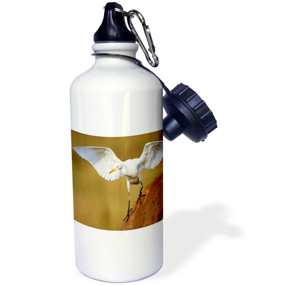 3dRose wb_209690_1 A cattle egret descends from its perch Rietvlei, South Africa Sports Water Bottle, Multicolored, 21 oz