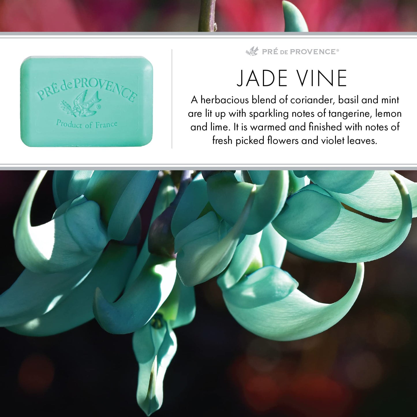 Pre de Provence Artisanal Soap Bar, Enriched with Organic Shea Butter, Natural French Skincare, Quad Milled for Rich Smooth Lather, 8.8 Ounce, Jade