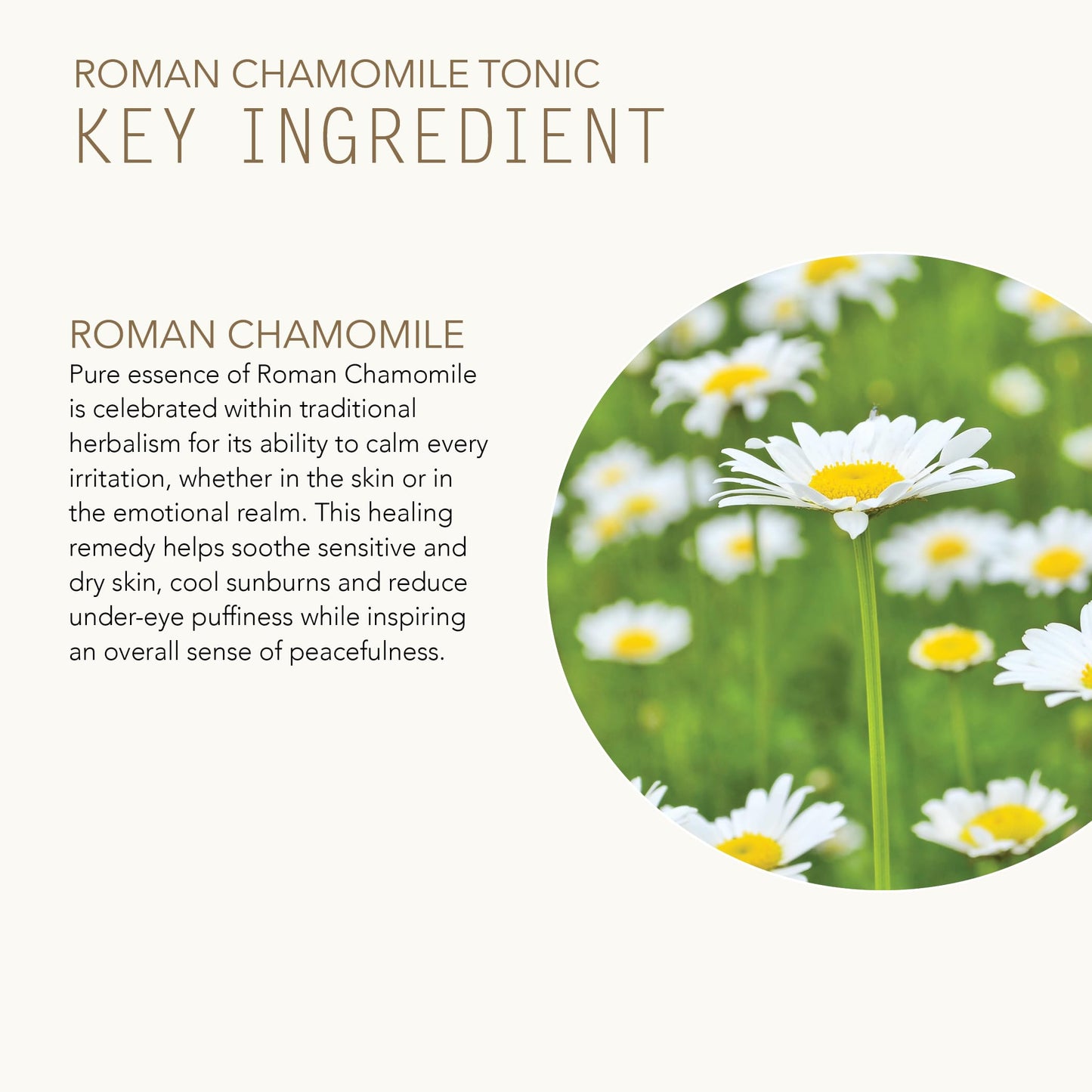 Tammy Fender - Roman Chamomile Tonic Face Toner | Natural, Organic, Cruelty Free, Non-Toxic Skincare | Hydrate, Restore, Calm | Sensitive Skin Safe (6