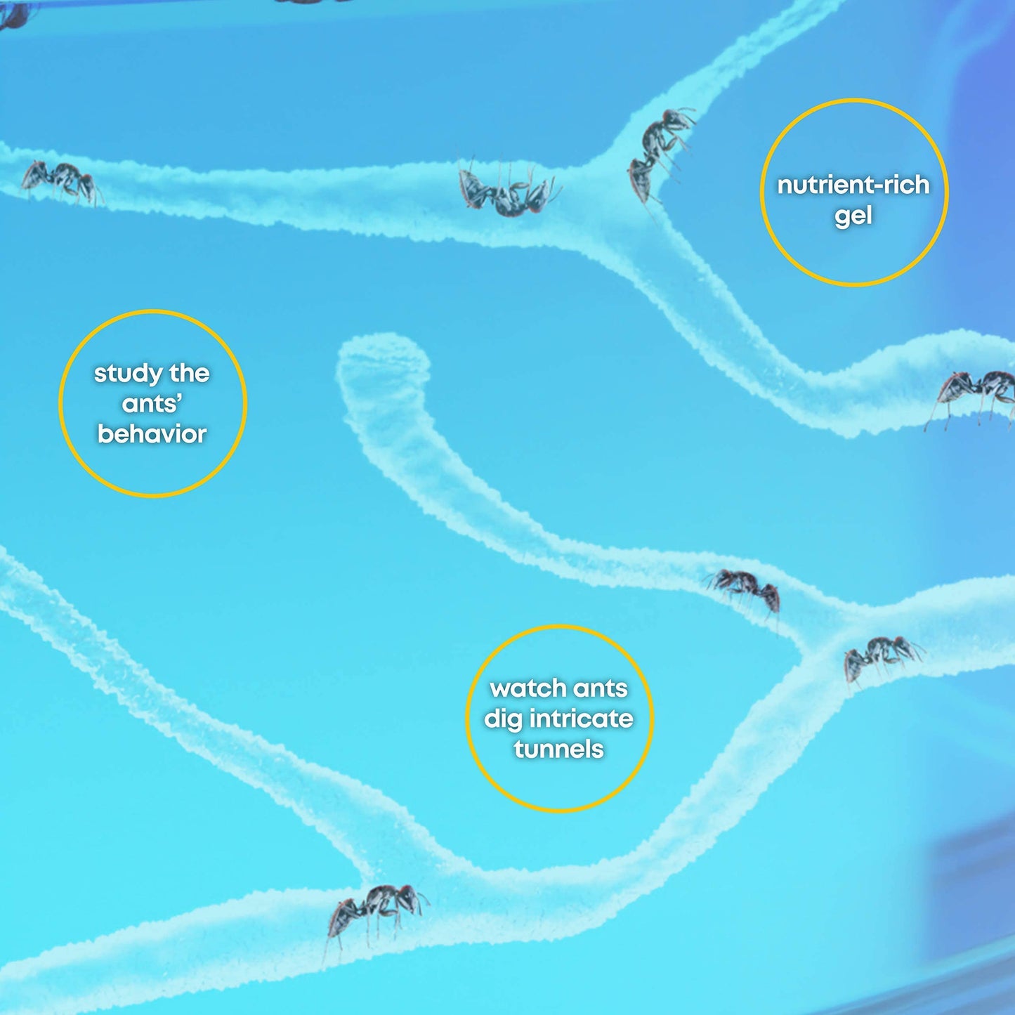 Dan&Darci Light-Up Ant Farm Terrarium – LED Habitat with Nutrient-Rich Gel, Watch Ants Dig Tunnels, Fun STEM Science Kit & Gift for Kids