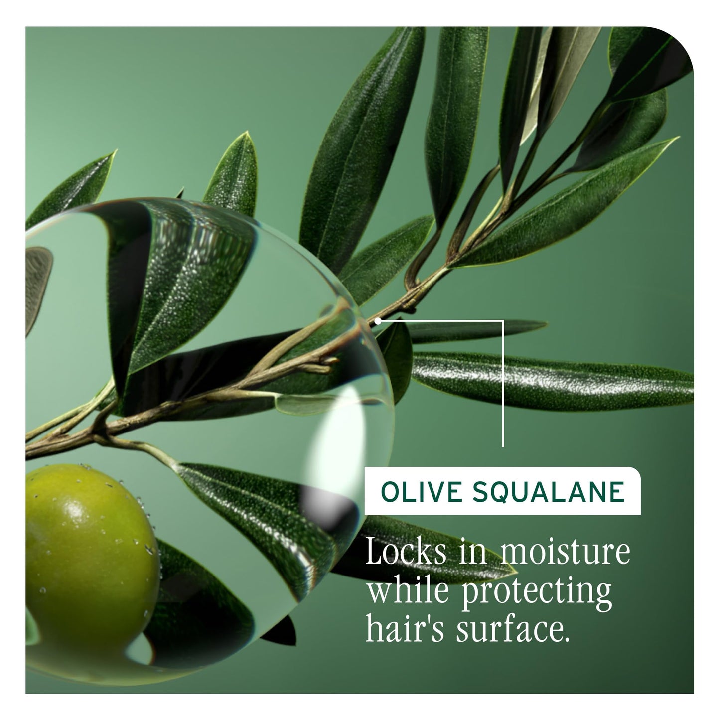 Biolage Strength Recovery Conditioner - Moisturizes & Strengthens Damaged Hair, Softness & Shine, Olive Squalane & Vegan Proteins, Paraben-Free, Vegan