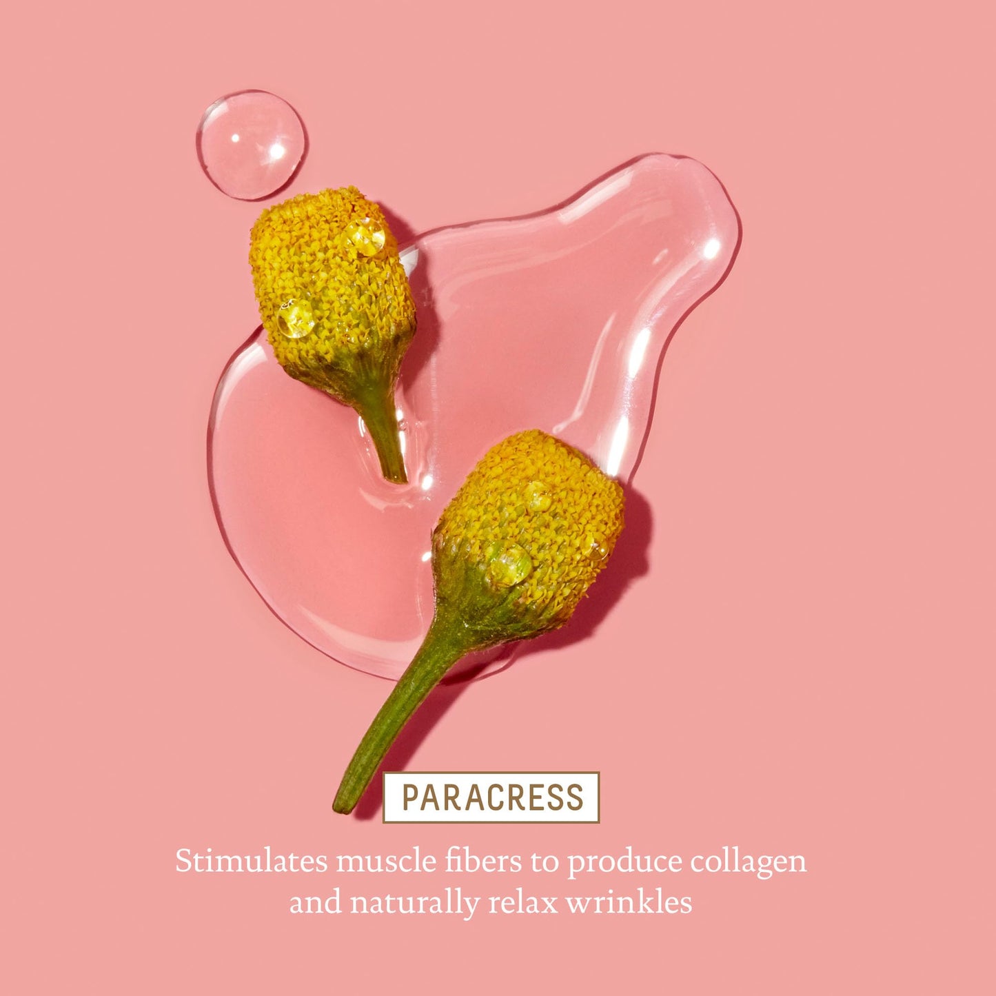 BIOSSANCE Squalane and Marine Algae Eye Cream - Anti-Aging Under Eye Cream for Fine Lines, Wrinkles, and Puffiness - Hydrating & Lifting Formula