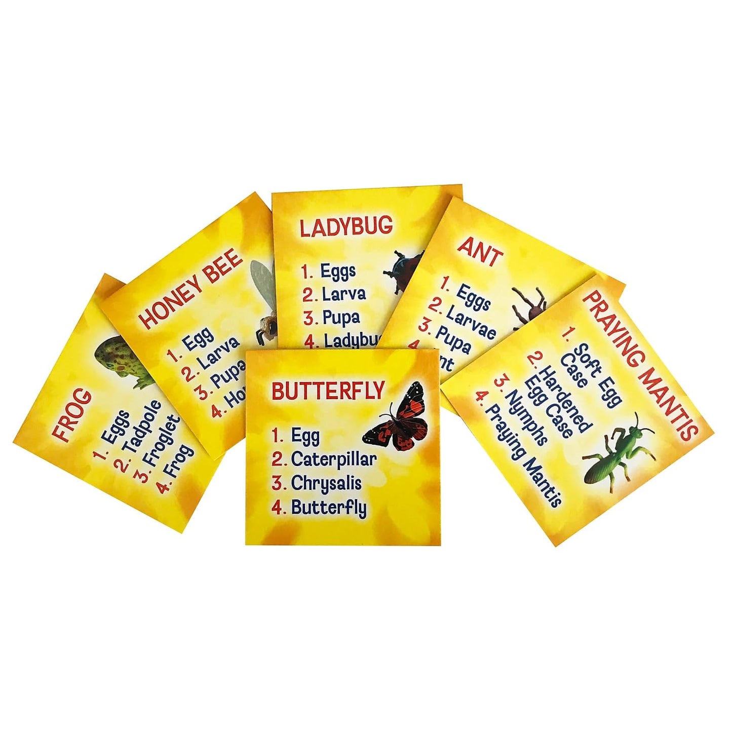 Insect Lore's Life Cycle Figurines 24 Pc Set | Butterfly, Ladybug, Frog, Honey Bee, Ant and Praying Mantis | 4 Stages Per Insect, 24 Figurines Total