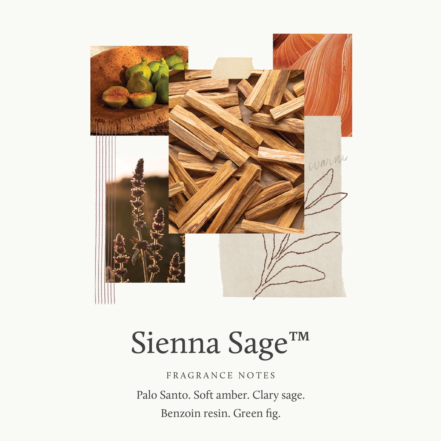 Thymes Sienna Sage Perfume - Fragranced Body Spray - Perfumes for Women with a Warm Fragrance (1.75 fl oz)