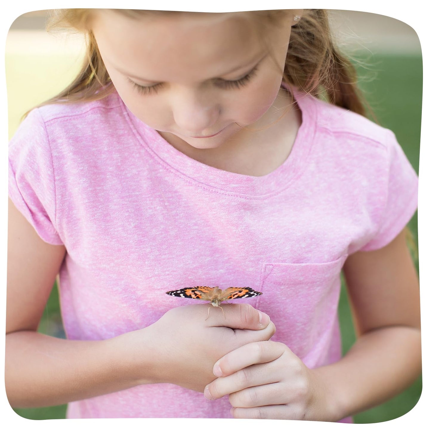Insect Lore Butterfly Garden – 10 Live Painted Lady Caterpillars with Habitat, Feeder & Chrys-A-Lid Holders, STEM Activity Journal, Raise & Release Butterflies