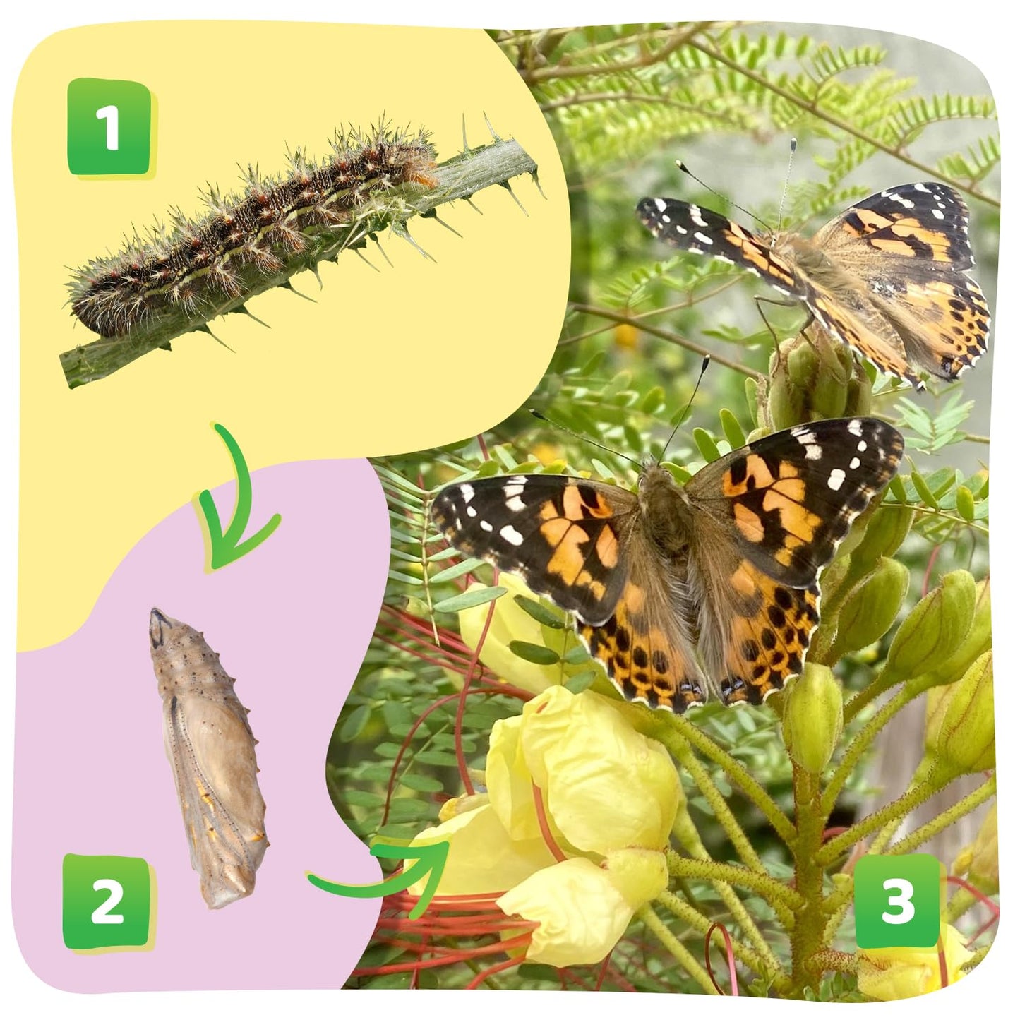 Insect Lore Cup of Caterpillars Basic – 5 Live Painted Lady Caterpillars with Food, Refill Kit for Butterfly Garden, STEM Science Activity for Kids & Classrooms