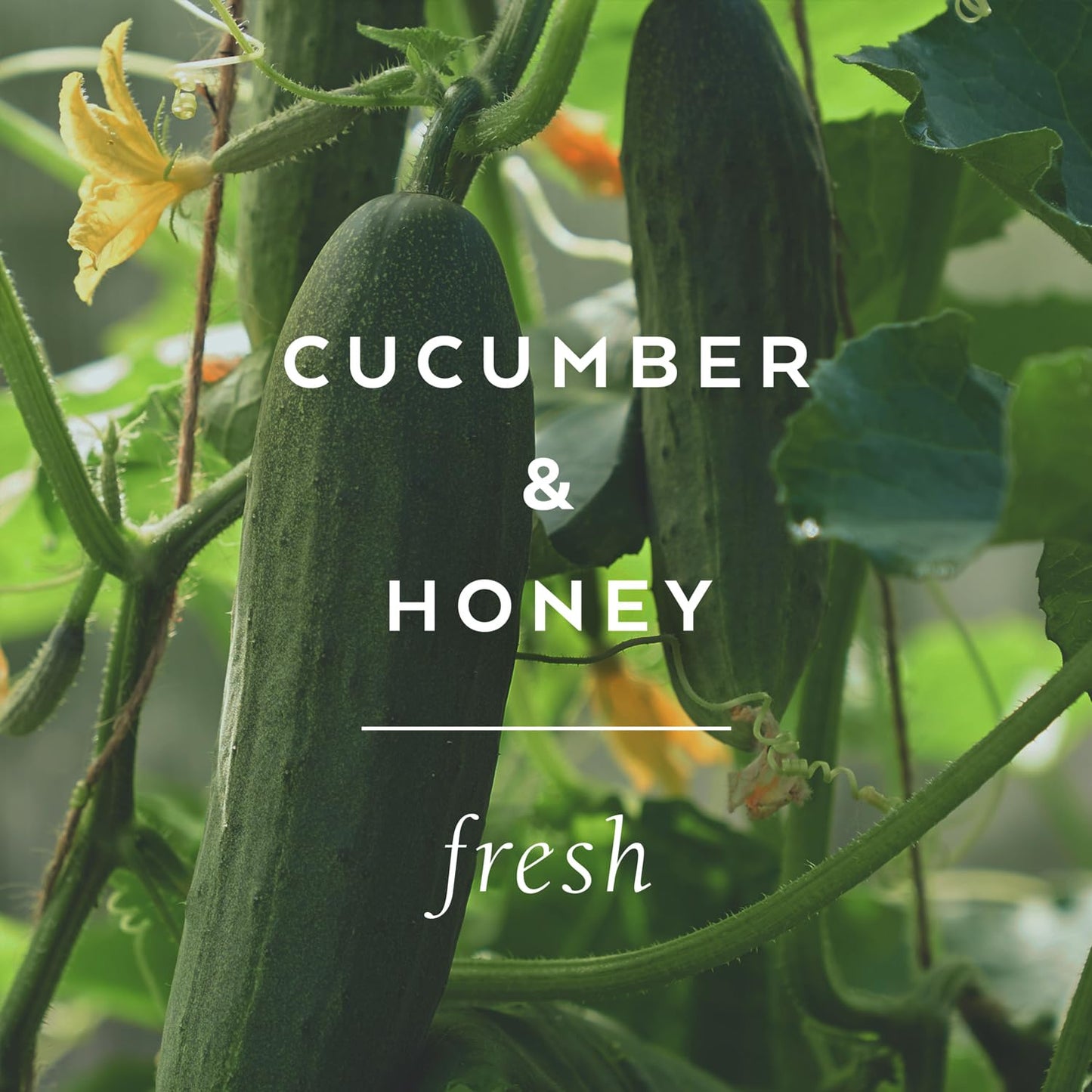 The Cottage Greenhouse Cucumber & Honey Handcreme, 4 oz, Hydrating & Moisturizing Hand Cream for Dry, Cracked Hands, Luxury Purse Essential Lotion